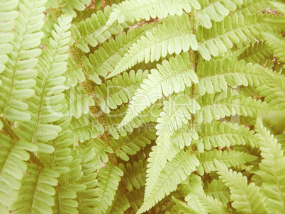 Retro looking Fern picture