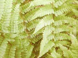 Retro looking Fern picture