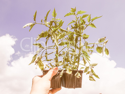 Retro looking Plug tomato plant