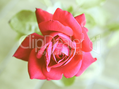 Retro looking Rose picture