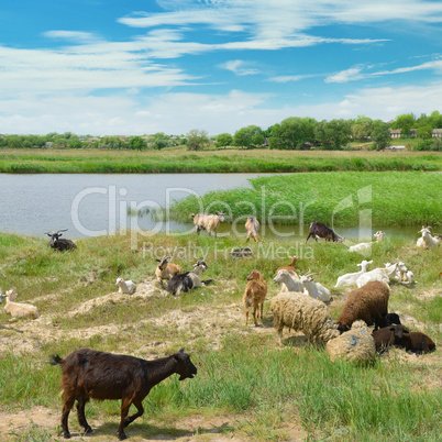 Herd of goats on the lake