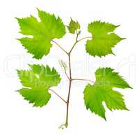 fresh grape leaves