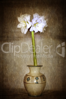 Amaryllis in Vase