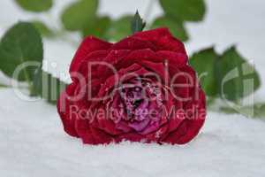 Winter - Rose