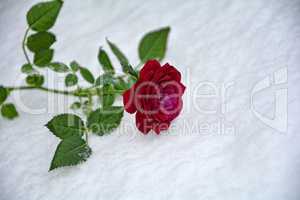 Winter - Rose