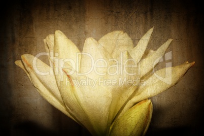 Weiße Amaryllis - Blüte mit Textur