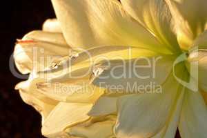 Weiße Amaryllis - Blüte mit Wassertrofen
