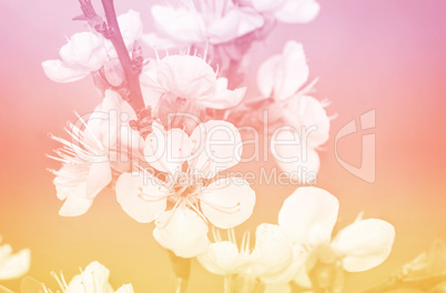 Branch of a blossoming apricot tree.