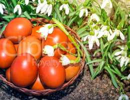 Easter eggs in a wicker basket and snowdrops.