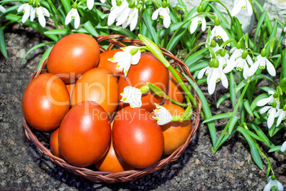 Easter eggs in a wicker basket and snowdrops.