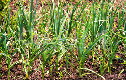 Plant garlic in the garden.