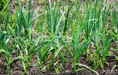 Plant garlic in the garden.