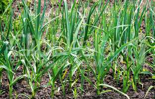 Plant garlic in the garden.