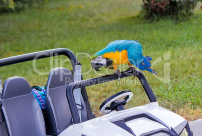 Parrot and baby the car on the lawn.