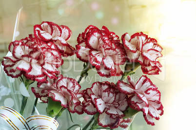 A bouquet of red and white carnations