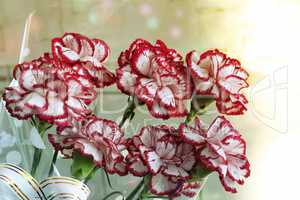 A bouquet of red and white carnations