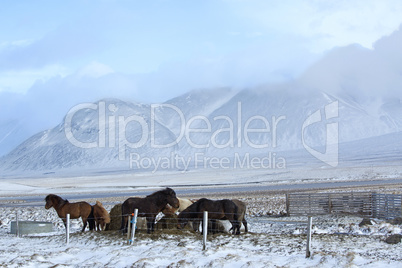 Herd of Icelandic horses in wintertime