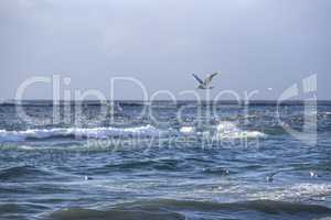 Gulls hunt for fishes