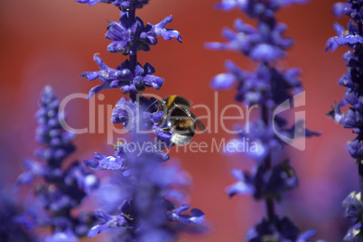 Closeup of a bumblebee in a field of purple salvia