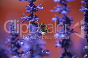 Closeup of a bumblebee in a field of purple salvia