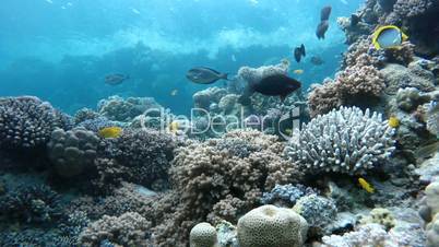 The corals and fish.