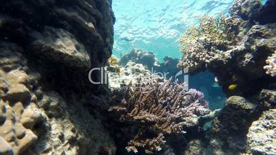 Underwater, The corals and fish.
