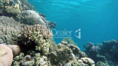 Ocean, Colorful corals