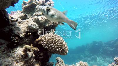 Animal, Fish of the coral reef.