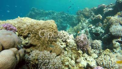 Nature,  Ocean, Colorful corals