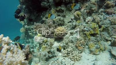 Tropical Reef, Under water.