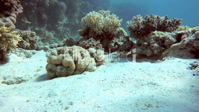 Coral, Beautiful coral reef.