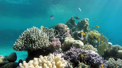 Ocean, Underwater adventure.