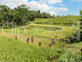 Reisanbau auf Bali, Indonesien