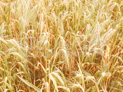 Retro looking Barleycorn field