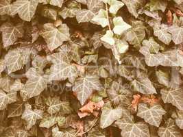 Retro looking Ivy picture