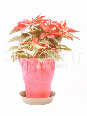 Retro looking Poinsettia