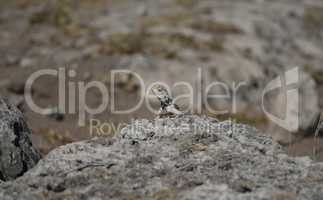 Echse in Afrika Etosha Nationalpark