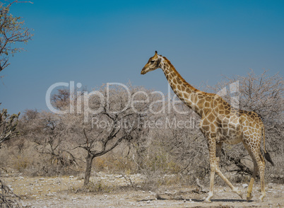 Giraffen in Namibia Afrika