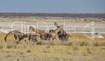 Giraffen in Namibia Afrika