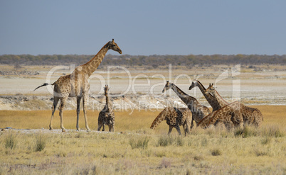 Giraffen in Namibia Afrika