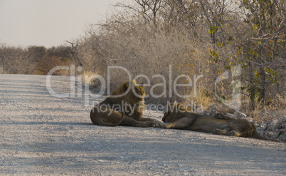 Löwen in Namibia Afrika