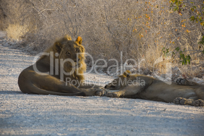 Löwen in Namibia Afrika