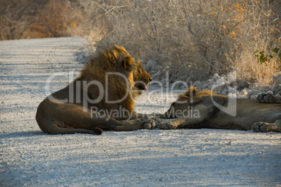 Löwen in Namibia Afrika