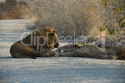 Löwen in Namibia Afrika