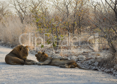 Löwen in Namibia Afrika