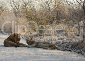 Löwen in Namibia Afrika