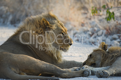 Löwen in Namibia Afrika