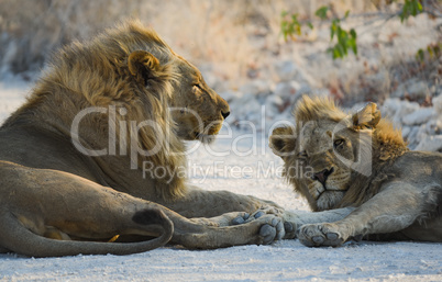 Löwen in Namibia Afrika