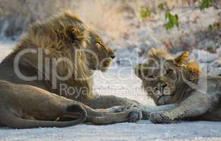 Löwen in Namibia Afrika