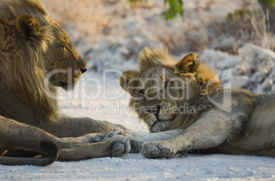 Löwen in Namibia Afrika